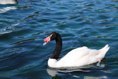 Black necked swan swimming on blue reflecting water. 