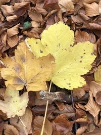 High angle view of maple leaves on land