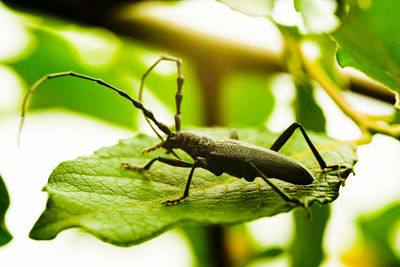 Close-up of insect on leaf