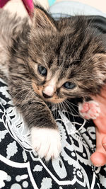 Close-up of hand with kitten