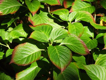 Full frame shot of green leaves