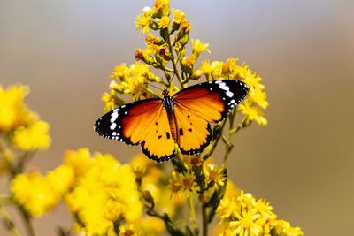 Close-up of butterfly pollinating on yellow flower