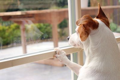 Dog by window at home