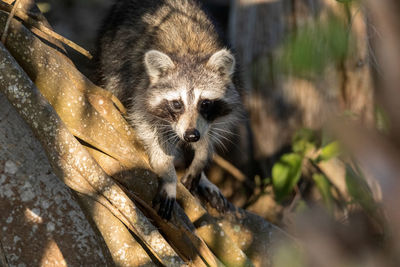 Young chubby raccoon procyon lotor hunts for food in the forest of naples, florida.