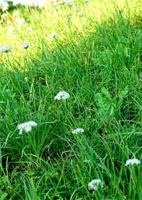 Close up of wildflowers