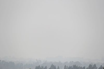 Trees against sky during foggy weather