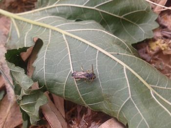 High angle view of insect on leaf