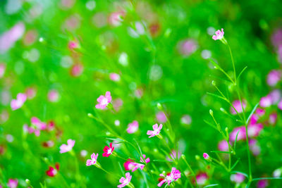 Close-up of pink flowering plants on field