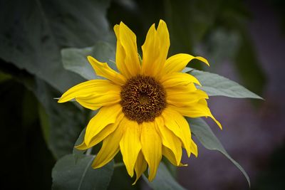 Close-up of yellow sunflower