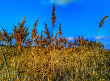 Close-up of wheat growing on field against blue sky