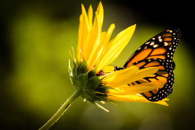 Close-up of butterfly on yellow flower