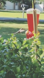 Close-up of drink on tree