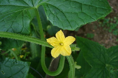 Close-up of yellow flowering plant