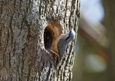 tree trunk