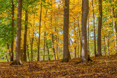 Trees in forest during autumn