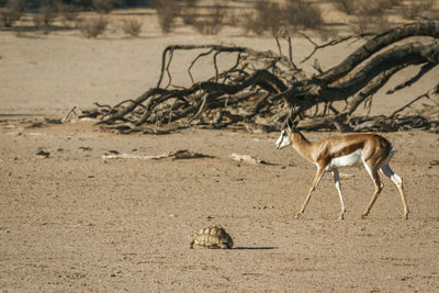 Deer standing on sand at desert