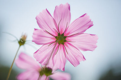 Close-up of pink cosmos flowers blooming against sky