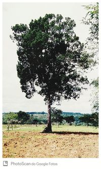 Tree on field against sky