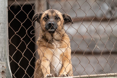 Dog looking through chainlink fence