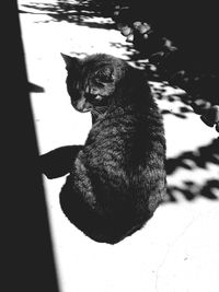 Portrait of cat sitting on floor