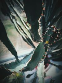 Close-up of plant against blurred background