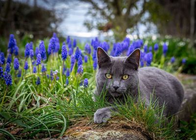 Portrait of a cat on field