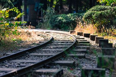 Railroad tracks by trees