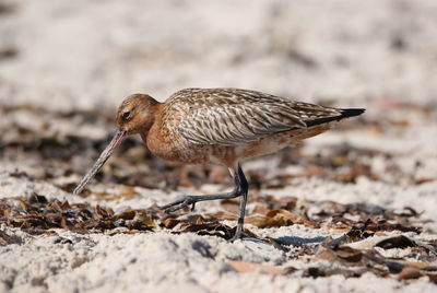 Close-up of a bird on land