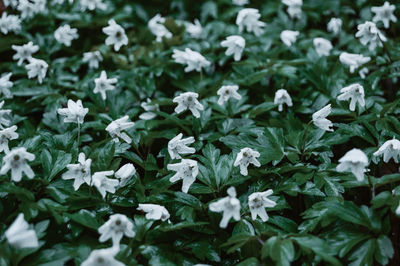 Close-up of white flowers blooming outdoors