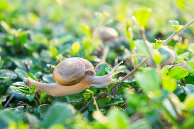 Close-up of snail on leaf