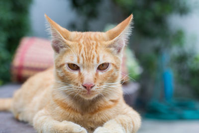 Close-up portrait of cat