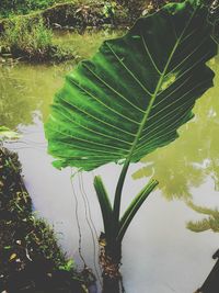 Close-up of plant with reflection of tree in lake