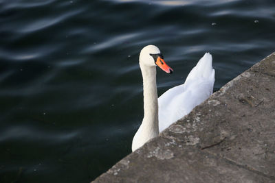 Swan swimming in lake