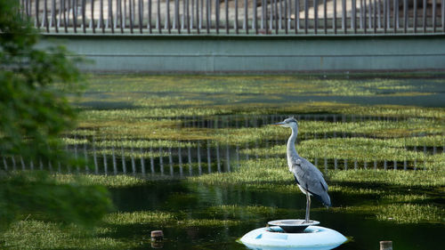 High angle view of gray heron on lake