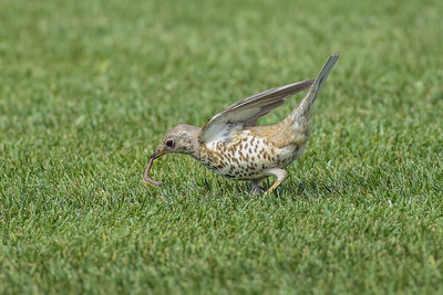 Side view of a bird flying in field