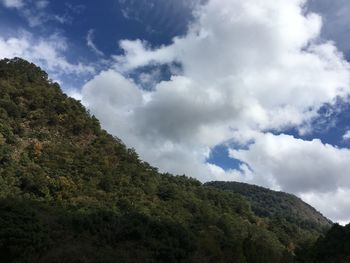 Low angle view of trees against sky