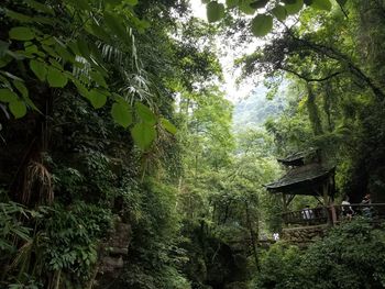 Trees growing in forest