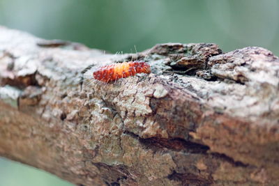 Close-up of butterfly on tree trunk