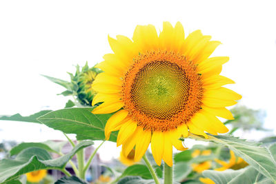 Close-up of sunflower