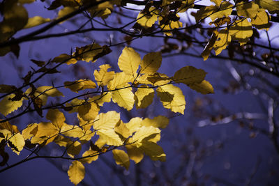Close-up of yellow leaves against blurred background
