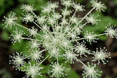 Close-up of plant