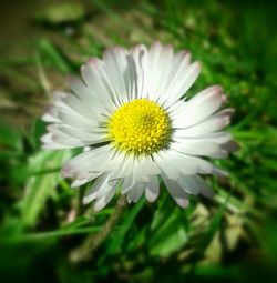 Close-up of white daisy blooming outdoors