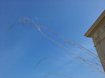 Low angle view of tree against blue sky