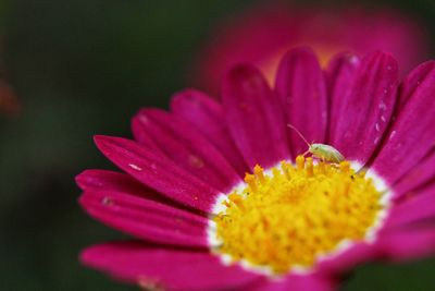 Close-up of pink flower