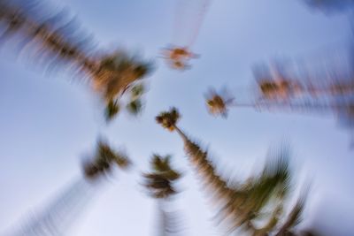 Low angle view of palm tree against sky