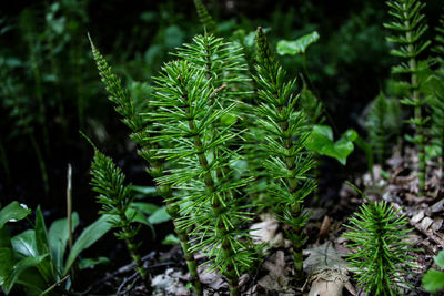 High angle view of fresh green plant in forest