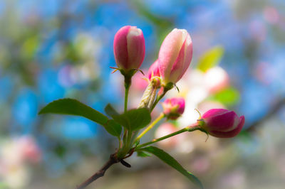 Close-up of pink flowers