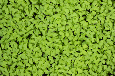 Full frame shot of leaves floating on water