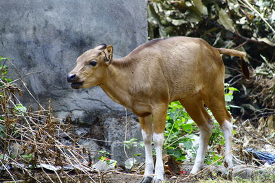 Side view of a horse on field