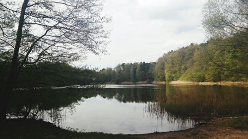 Reflection of trees in water